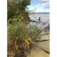 King tide Williamsburg in James city County image